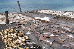 When will be stopped the finning? by Andre Philip 